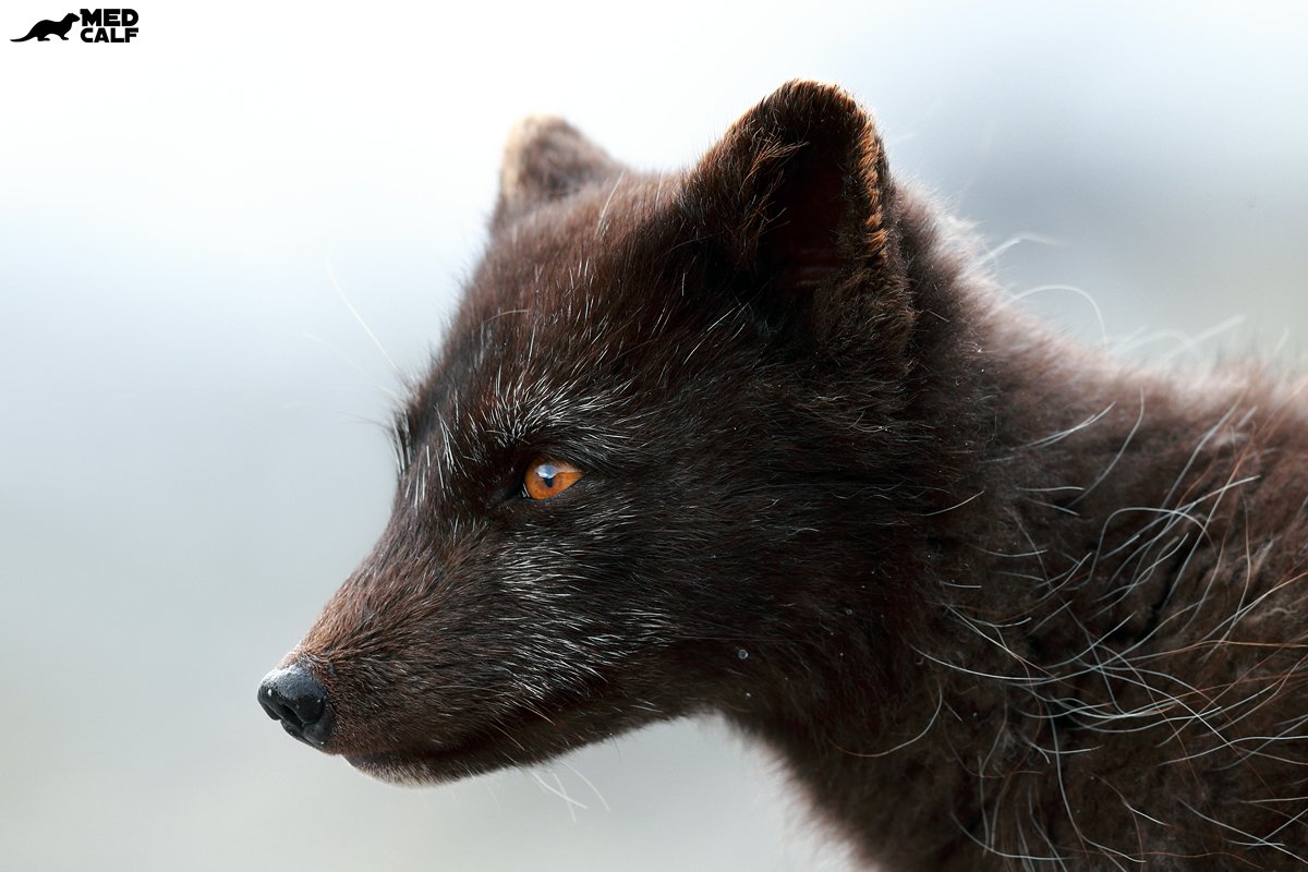 Love the gaze of these foxes. Fully alert, full of intent, full of hunger!...wish I was back with them! @WPPmagazine <a href="/wiiceland/">When in Iceland</a>