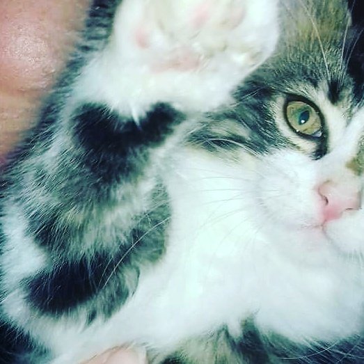 Mr_Jenks_x's tweet photo. Hi I'm Archie-blu and I'm going to be coming to live with my uncle Mr Jenks. #newkitten #cutekitten #kittensoftwitter #cats #CatsOfTwitter https://t.co/6Nqwu9CM4d