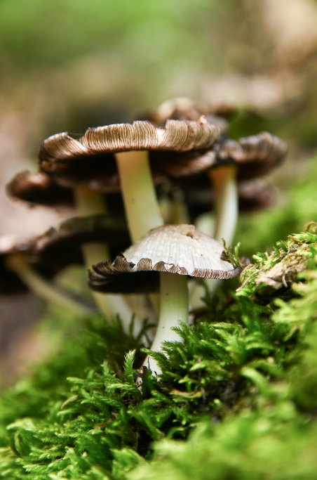 LiciousTO's tweet photo. 36. T.O. has a non-profit all about mushrooms! @MycoToronto aims to educate re: the importance of fungi #FoodFactsTO https://t.co/lFlJkaydZV https://t.co/fdjyDZZFYV