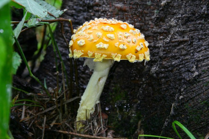 LiciousTO's tweet photo. 36. T.O. has a non-profit all about mushrooms! @MycoToronto aims to educate re: the importance of fungi #FoodFactsTO https://t.co/lFlJkaydZV https://t.co/fdjyDZZFYV