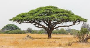 AnnaKaling's tweet image. #TwitteralPursuit Q1 Science and nature (again)

Which type of tree is this?

a) Acacia
b) Baobab
c) Cypress