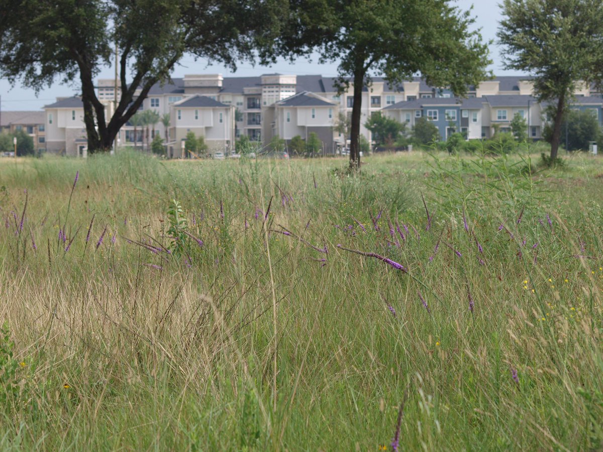 AnneFrosch's tweet photo. @habitat_jaime  There is a small field at I-10 and Greenhouse Rd with liatris in bloom.  Been there for the last 20 years. https://t.co/Q2ZYGvcttc