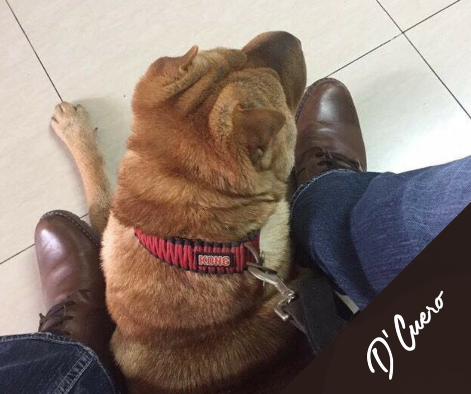 dcueroshoes's tweet photo. Because life is better with a dog.
.
.
.
#dcuero #shoeswithsoul #weekend #mansbestfriend #ilovemydog https://t.co/dGFcd2hNba