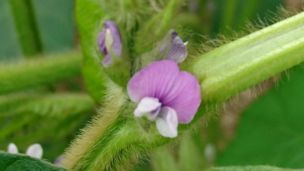 Ebimama 枝豆の花 花言葉 必ず訪れる幸福 親睦 枝豆 大好き 美味しいお豆に なぁぁあれ おはようございます 月曜日 立秋 梅雨明けたばかり というに 残暑お見舞い申し上げます の候 で あります ﾊﾔｯ 良い一日 で ありますように