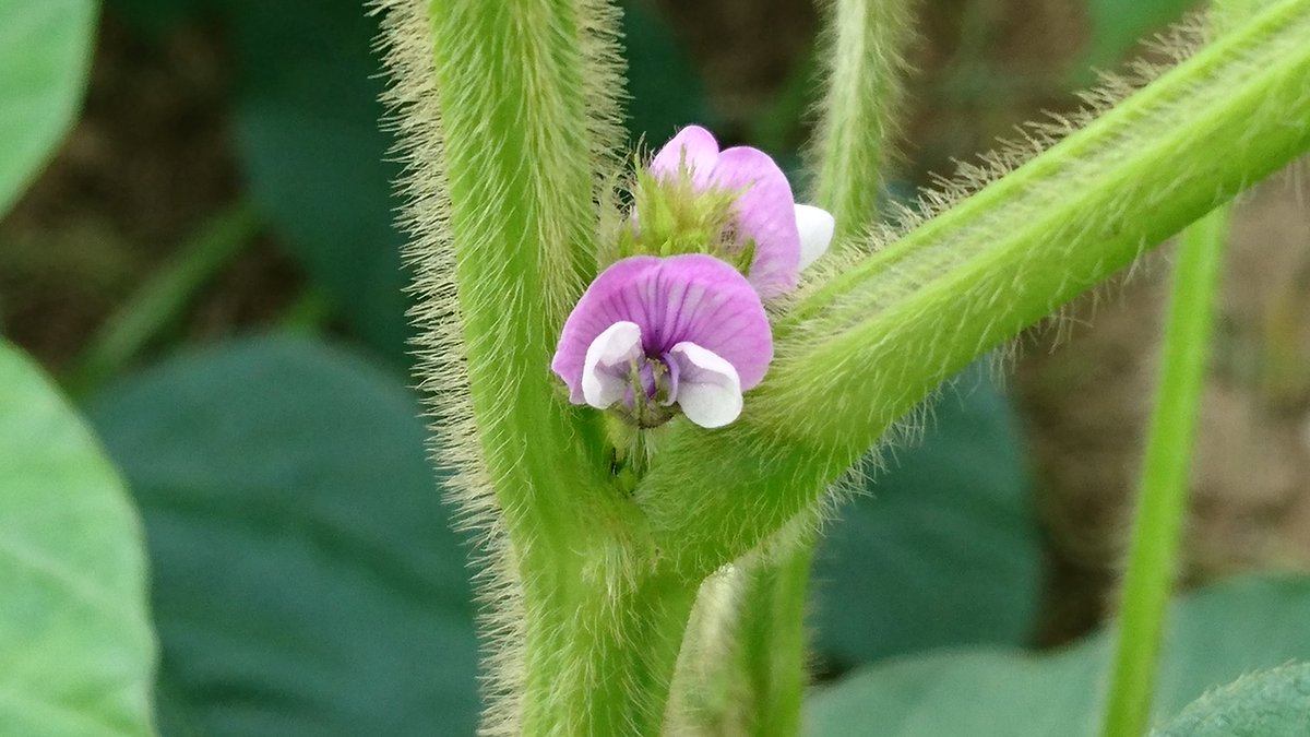 Ebimama 枝豆の花 花言葉 必ず訪れる幸福 親睦 枝豆 大好き 美味しいお豆に なぁぁあれ おはようございます 月曜日 立秋 梅雨明けたばかり というに 残暑お見舞い申し上げます の候 で あります ﾊﾔｯ 良い一日 で ありますように