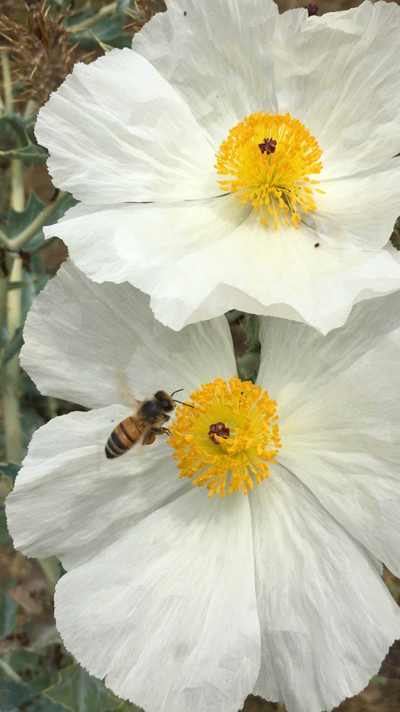 RobbinBowler's tweet image. Happy bee!