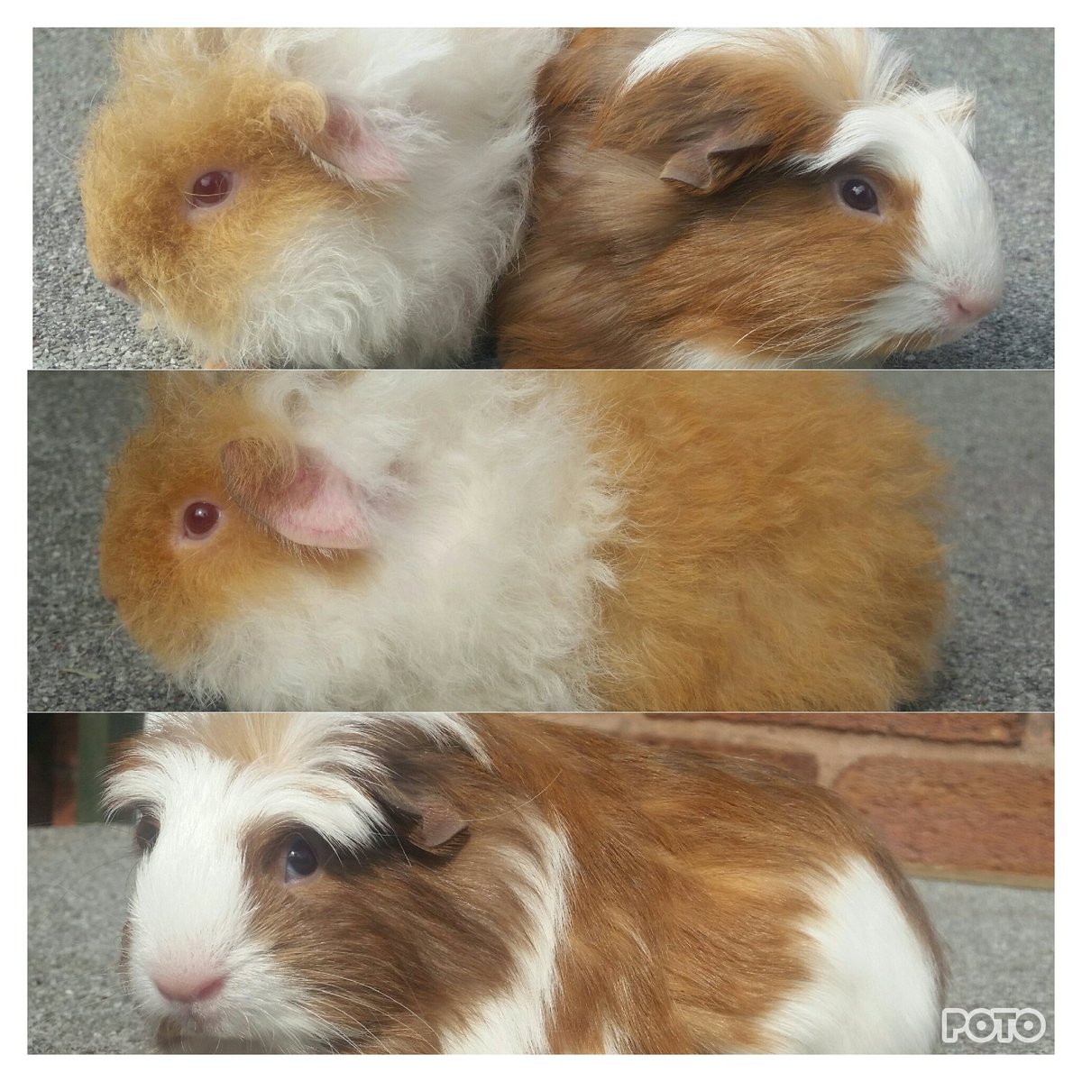 Penkridgecavies's tweet photo. ❤💙Some of my reserved babies that will be leaving for their new  forever homes over the next week💙❤ https://t.co/bc8CYeWtAz