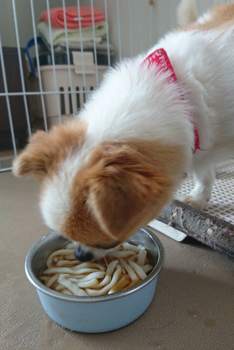 まぜそば うどん犬 うどん うどん県