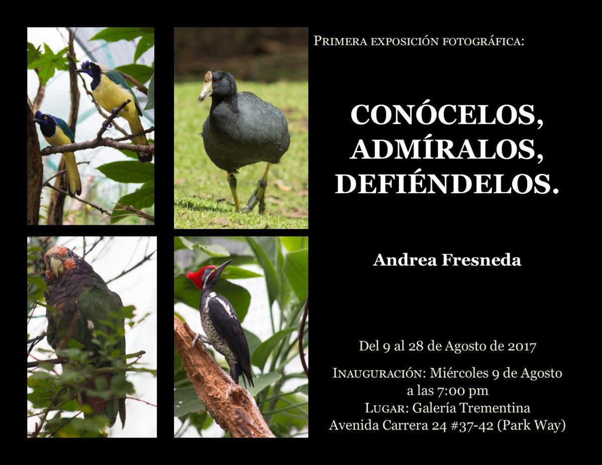 Estudio fotográfico de la Tingua de pico amarillo 2 DGl6SnqW0AIG9QB