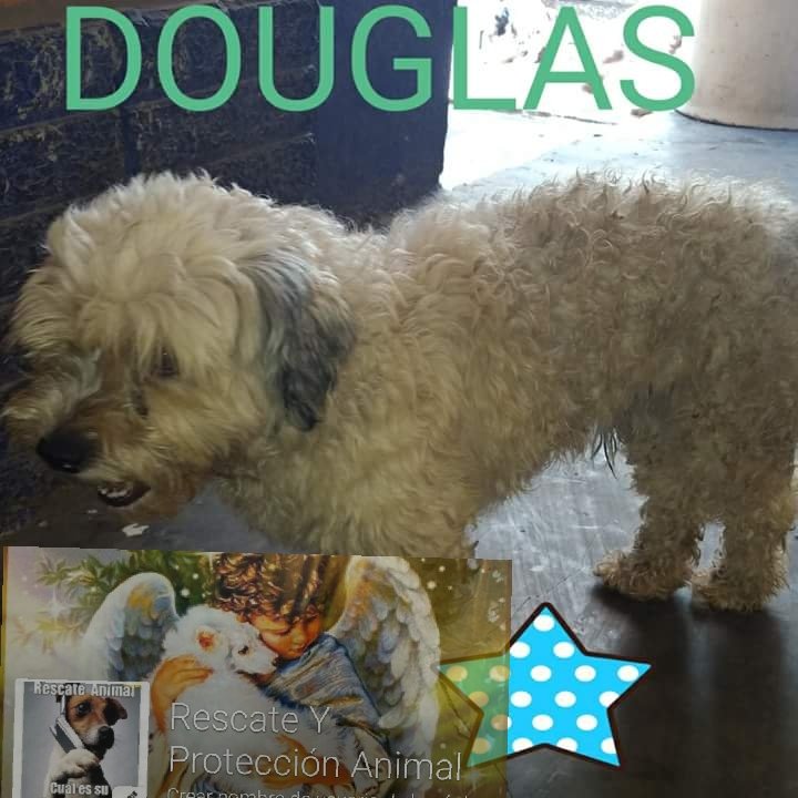 Carlo5565810726's tweet photo. Hermosos perritos en adopción responsable en CDMX y estado d México #NoCompresPerrosMejorAdopta 
INFO. AL TELÉFONO 5565810726 
@Lulakatsen2 https://t.co/GAjGS7gJrA