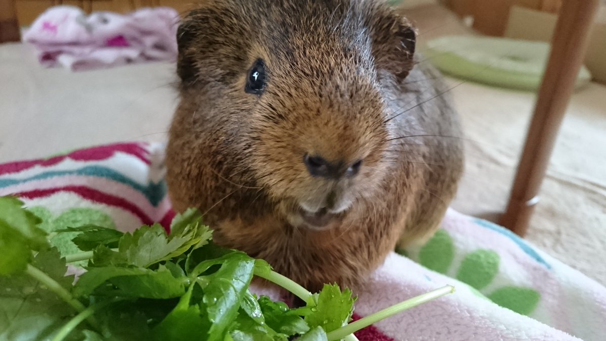 pop3jump's tweet photo. おはよーございまーす☀️

にっこり おかおでしゅー

＃モルモット
＃guineapig
＃もるもる協会 https://t.co/njYl1Jt6VI