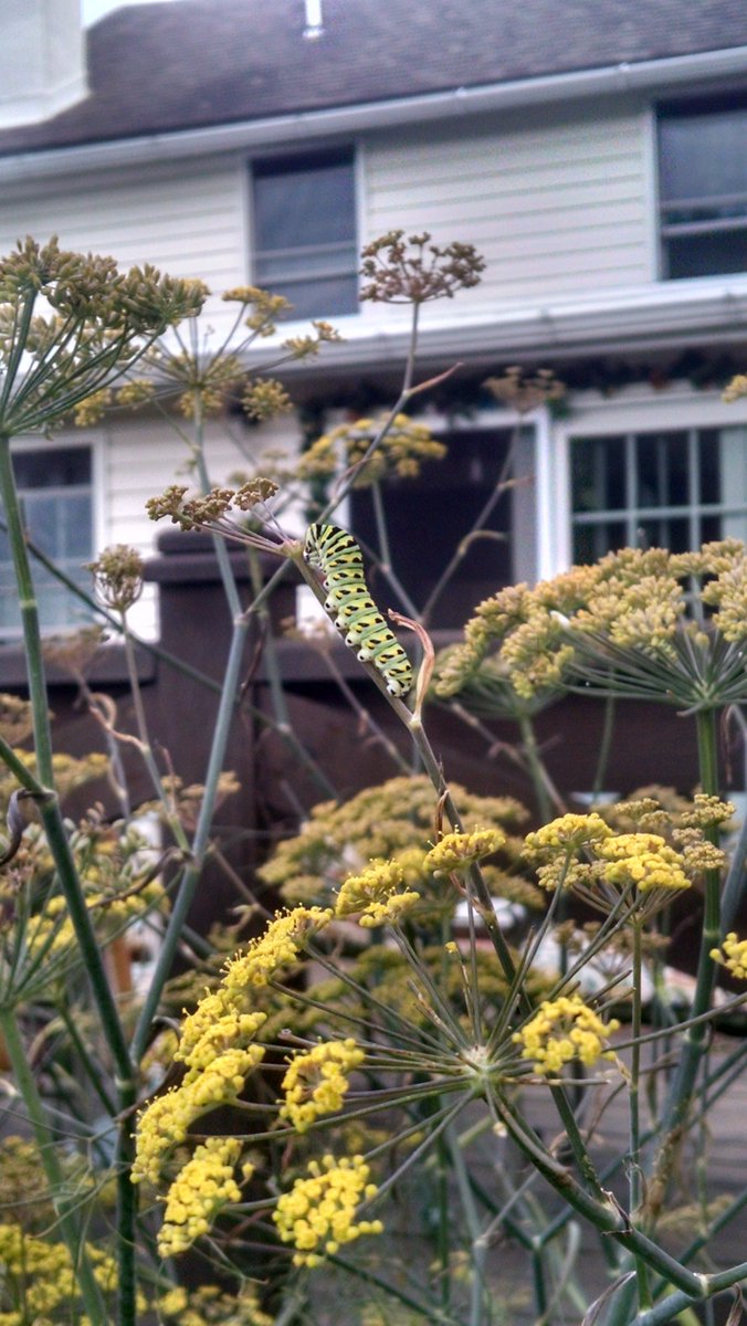 mcmullen_shawn's tweet photo. Eastern Black Spotted caterpillar, will turn into an Eastern Black Spotted Swallowtail Butterfly. https://t.co/xPEaupIQIm