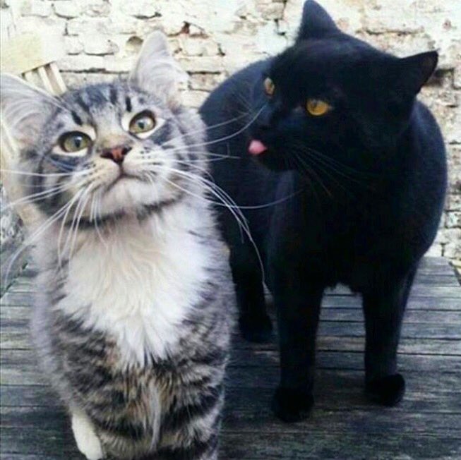 AnimalProj's tweet photo. When those Monday thoughts start creeping in to your #SundayFunday 🙀😼😾#cats #CatsAreWild #cutecat https://t.co/lba1wwLhSV
