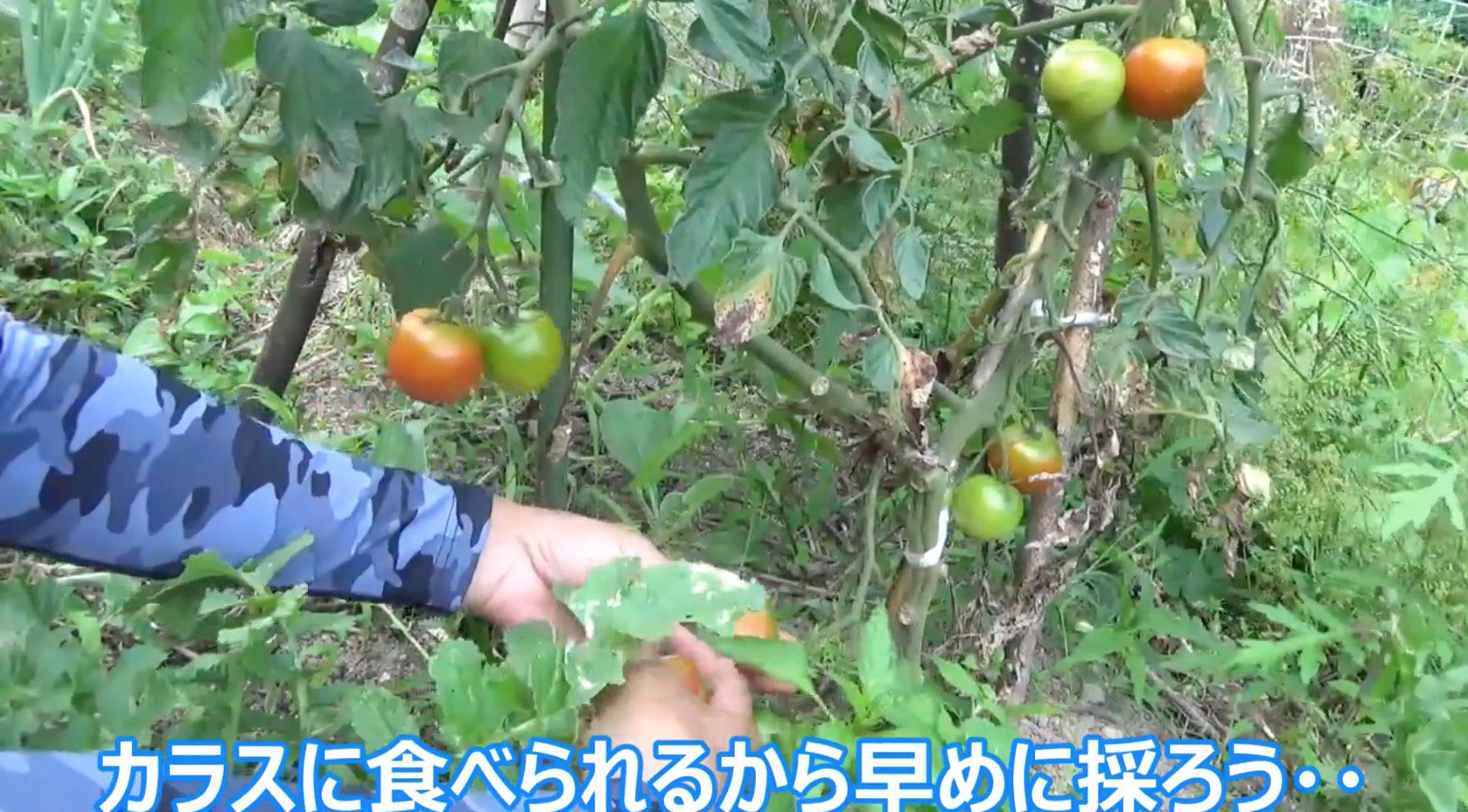 いずまいん Game8 Youtubeの中で疑似体験コンテンツは非常に強いんだけど 中でも衣食住と三大欲求に触れるコンテンツが強く市場が大きい そういう意味で やってみた 検証してみた 類は人気がでやすいんだけど くーねるさんのは三大欲求に加えて