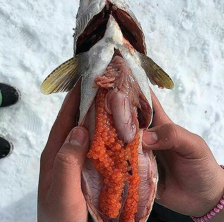 Ahsanfile Project On Twitter Ini Cara Mengambil Telur Ikan Salmon Bagi Pecinta Sashimi Harus Tau Ini Https T Co Fueyc4qn3e Https T Co Hzf9g0hwop Twitter