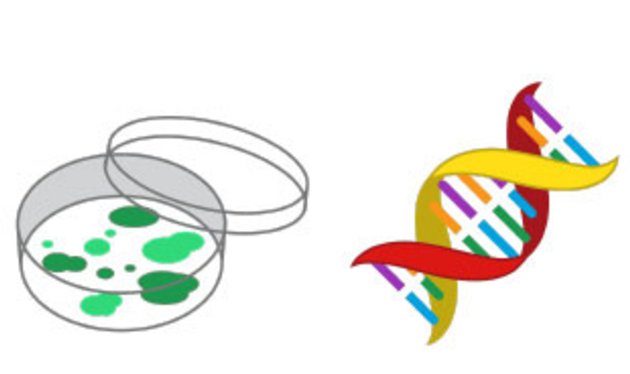 rubygrennan's tweet image. Unicode Consortium (people who design new EMOJIs) are planning 2018 release: 2 scientific ones are my personal favs 
slct.al/2uxfPkV