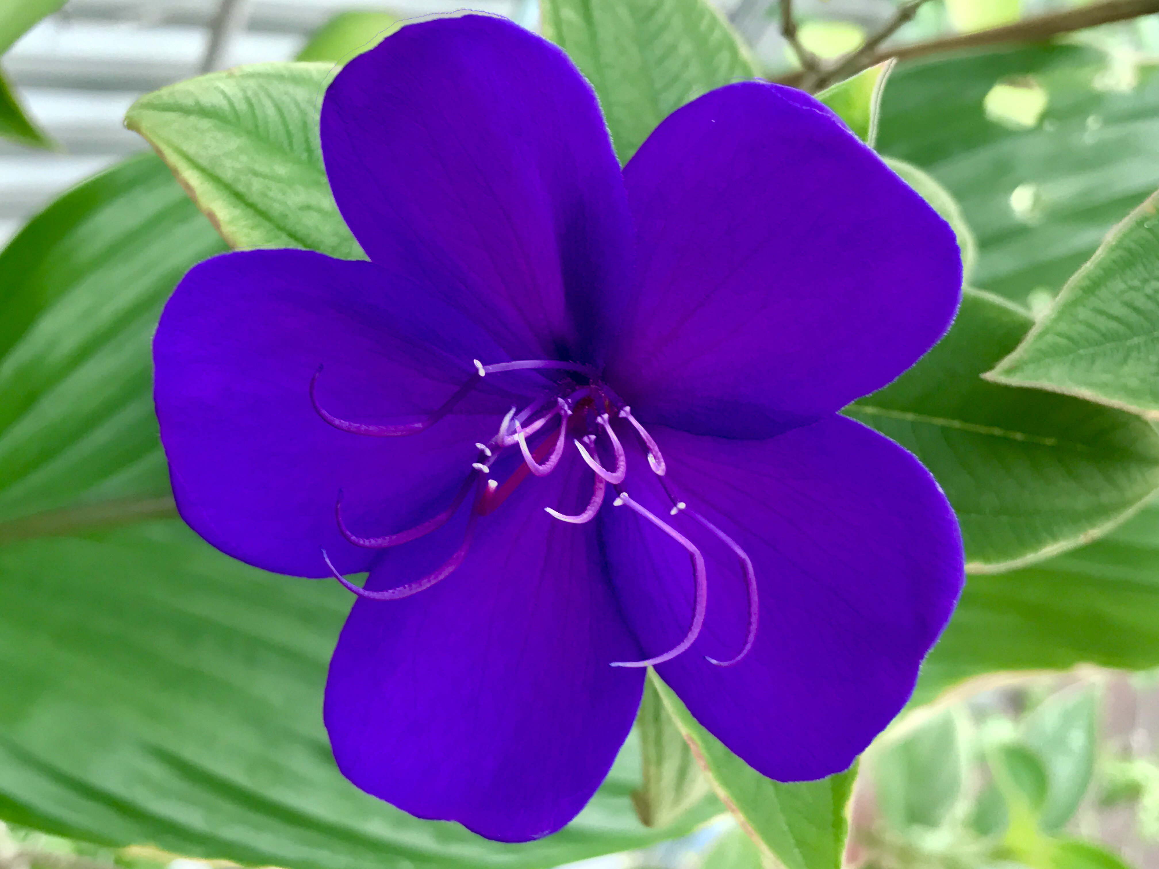 福岡大学 Twitter ನಲ ಲ 七隈花便り 75 シコンノボタン 紫紺野牡丹 Princess Flower Purple Glory Bush 名前はノボタンに似た花形で花色が紫紺色であることから 比較的大きな5弁花 雄しべの先まで紫 一日花だが多くの花が次々と咲く ブラジル原産 福岡