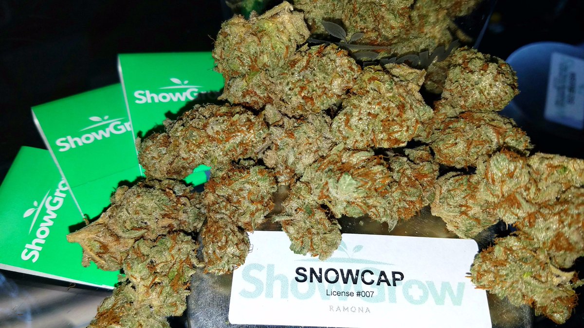 ShowGrowRamona's tweet photo. Another West Coast strain that has developed quite a legacy for itself, Snowcap is a potent sativa with a nice lemony scent :) https://t.co/nSArKQzuYt