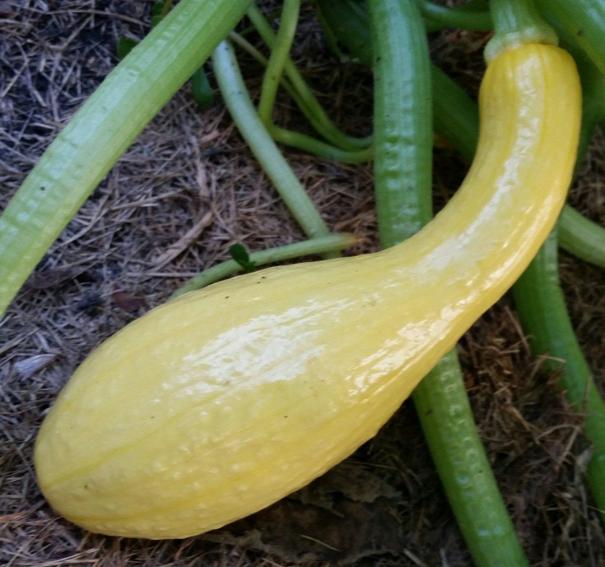 GardenOpus's tweet photo. HELLO & YUM! Fan of nutty #Crookneck #Squash since Southern childhood, @ParkSeed's #Summerpac planted late June a fast garden pinch-hitter!😀 https://t.co/c1ncQkNlTF