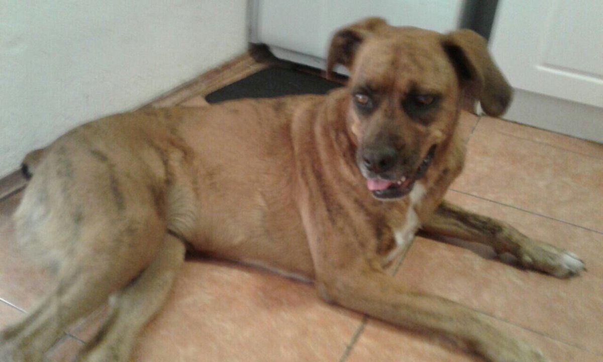 IssaMueller's tweet image. Ayuda para difundir se perdió Agusta en Las Condes, pls RT @donretwitt @DonDatos @DONDATEAD0R @SOSMascotasCL