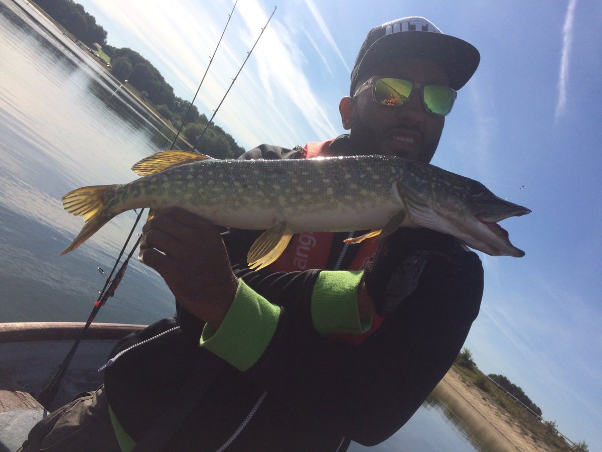 bank_rat's tweet photo. @pitsfordfishery 44cm perch catch of day https://t.co/0D7hrZyIFW