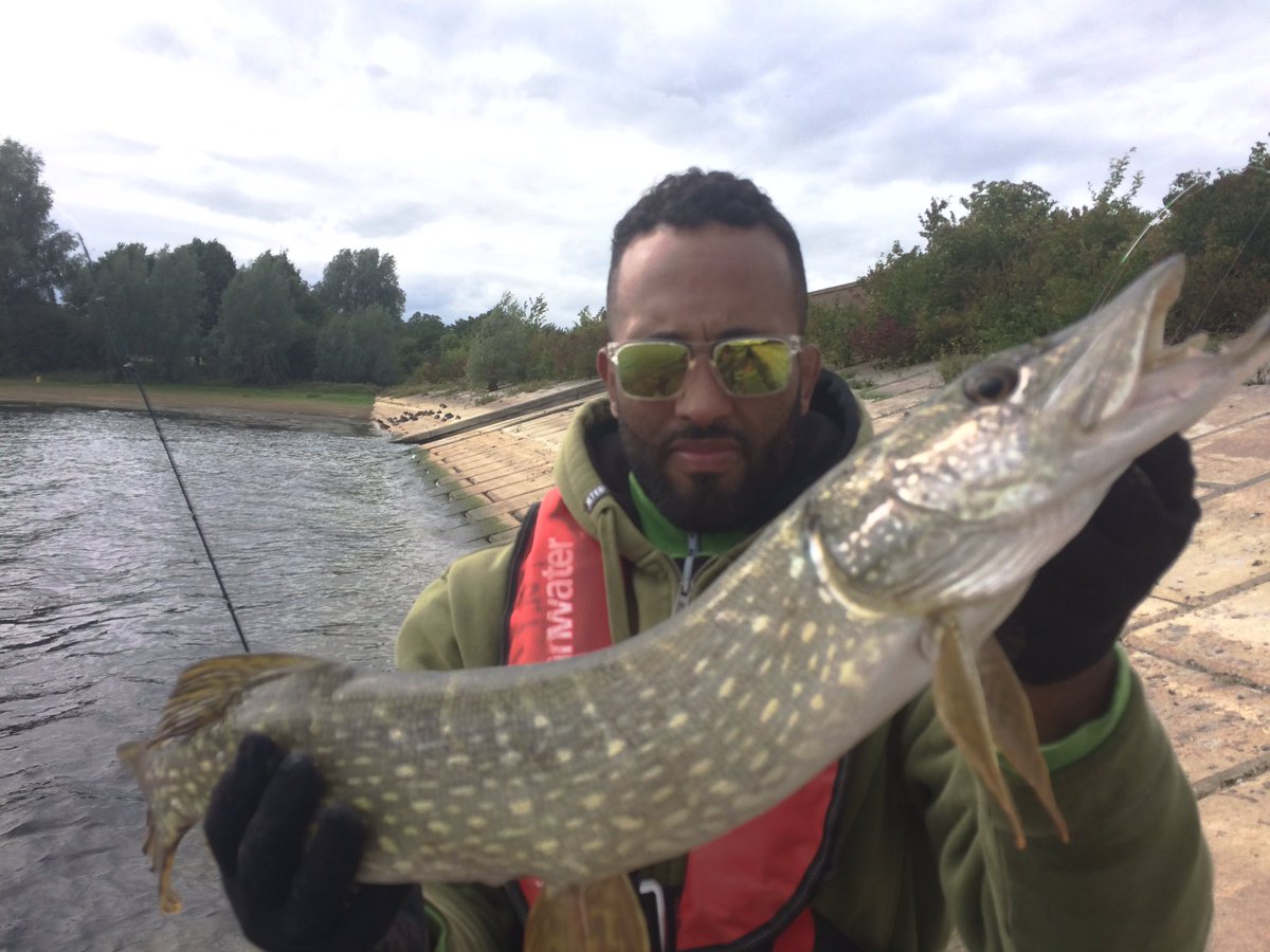bank_rat's tweet photo. @pitsfordfishery 44cm perch catch of day https://t.co/0D7hrZyIFW