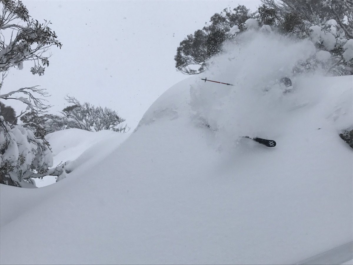 Perisher tweet media