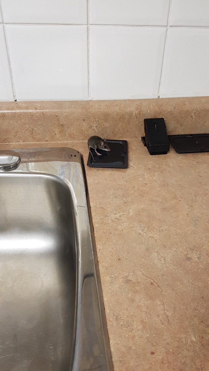 kbrown20121's tweet photo. Caught you mother fucker! #mousetrapped #nomorepoop! https://t.co/T9jwNmDkdI