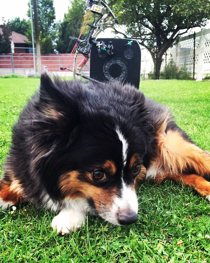kadi0_0's tweet photo. I'm 🍀 if I can get anything done wth this🐶 following me around ❤️#anarrowaday #hoytcarbondefiant #bowsbeforebros #huntwarriortraining https://t.co/AHogXjbsN3