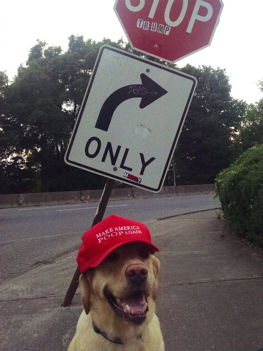 POOPAgainUSA's tweet photo. Even #williedog wants to #stoptrump and #makeamericapoopagain https://t.co/ifX5qIMxUb