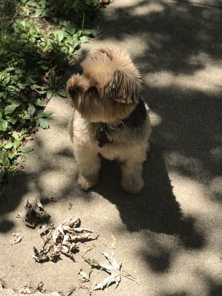 _el1te2's tweet photo. @kristiemichaela Your dogs are just as cute as my dog https://t.co/IYpU3PW3tn