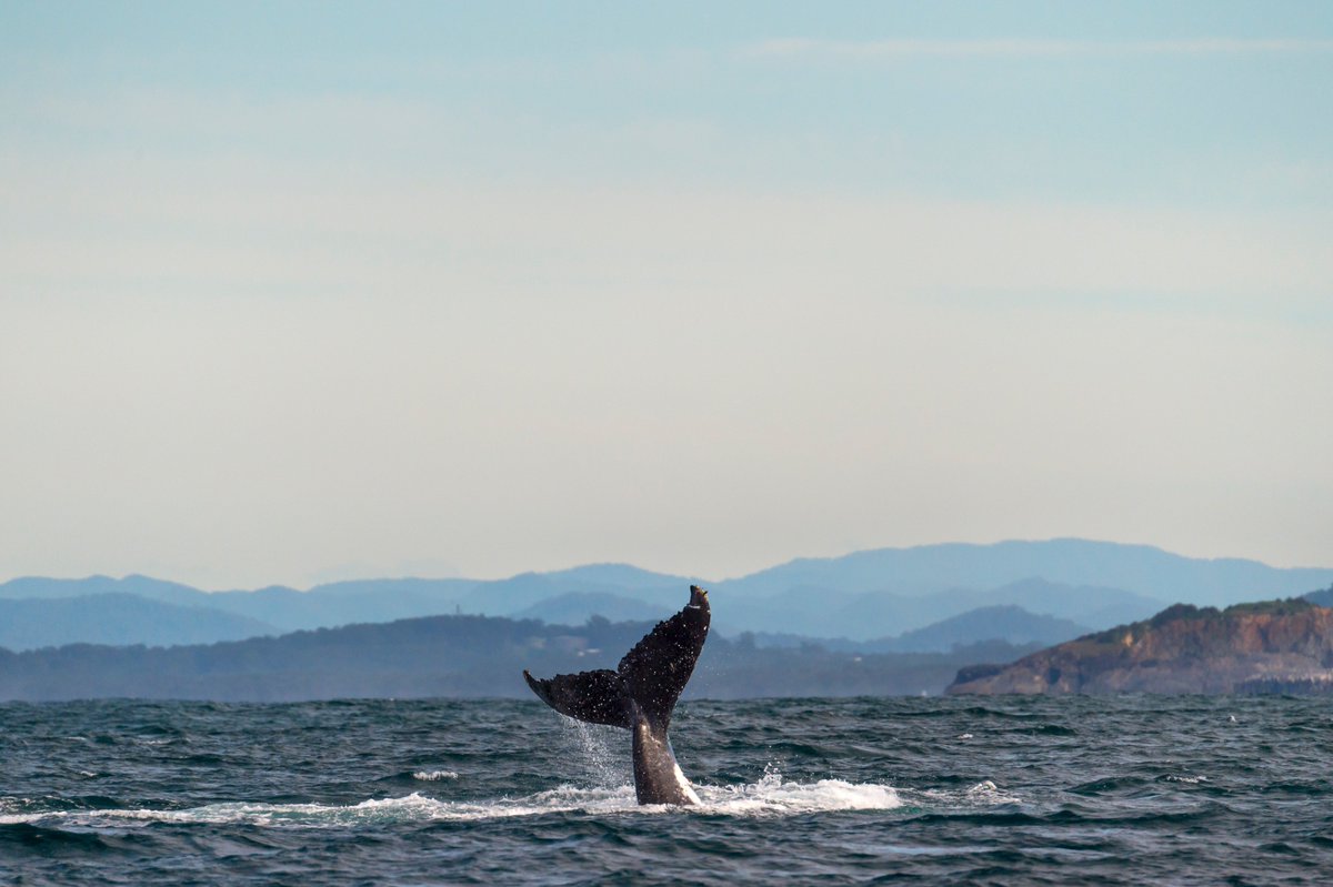 Amazing #whale footage bit.ly/2uh02f1 taken at #RedRock on the #CoffsCoast 🐳 #coffs4whales #createyourparadise