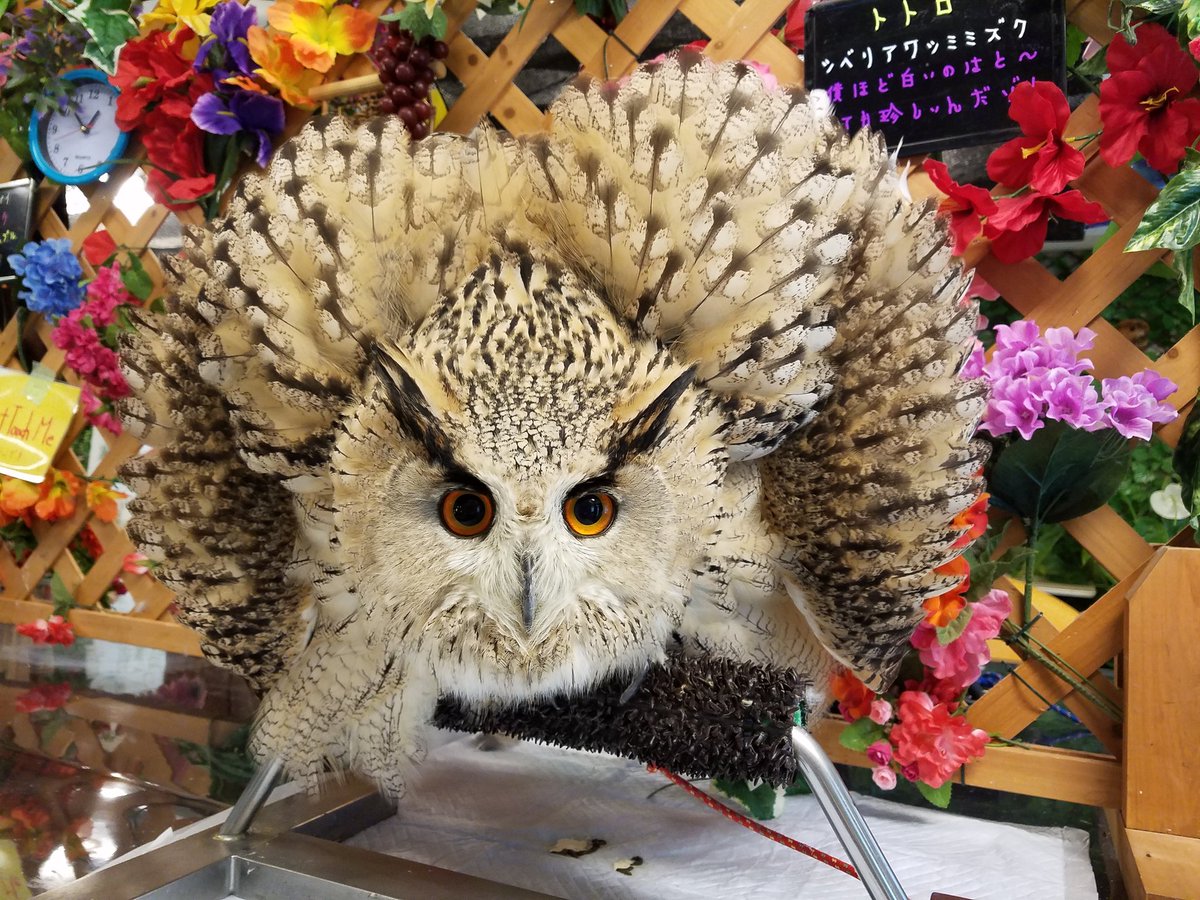 ふくろうカフェ わたど る Ar Twitter トトさんがヤバイ またおこです S D Maxっす 新人に警戒しがちなトトさん ふくろうカフェ エキゾチックアニマルカフェ わたど る わたどーる トトロ ミミズク フクロウ 名古屋 大須 栄 矢場 シベリア