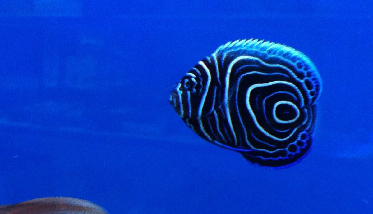 platycerium bifucartum 🇵🇸 tweet media