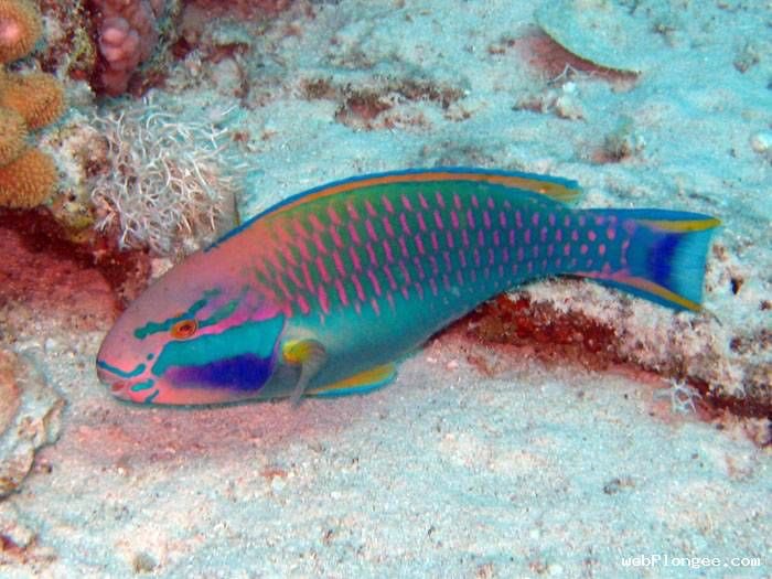 platycerium bifucartum 🇵🇸 tweet media