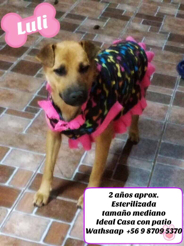 Tenemos a estas 4 perritas en un solo Hogar Temporal, necesitamos ayuda connaliento porfavor alguien que apadrine a alguna 🙏🏻 nos ayudan 🆘