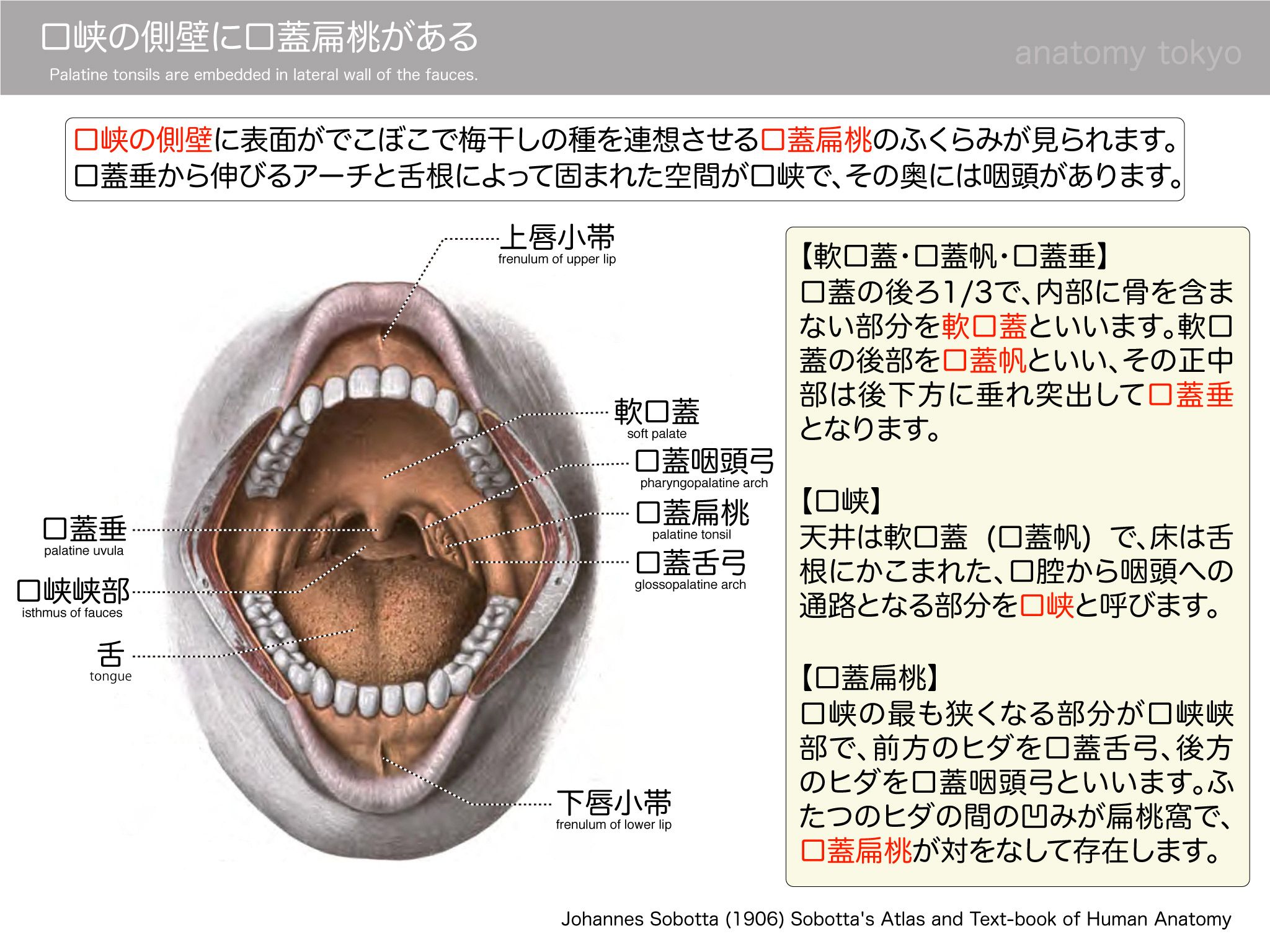 黒澤一弘（かずひろ）解剖学IT教育・指圧師・ラダック on X: 