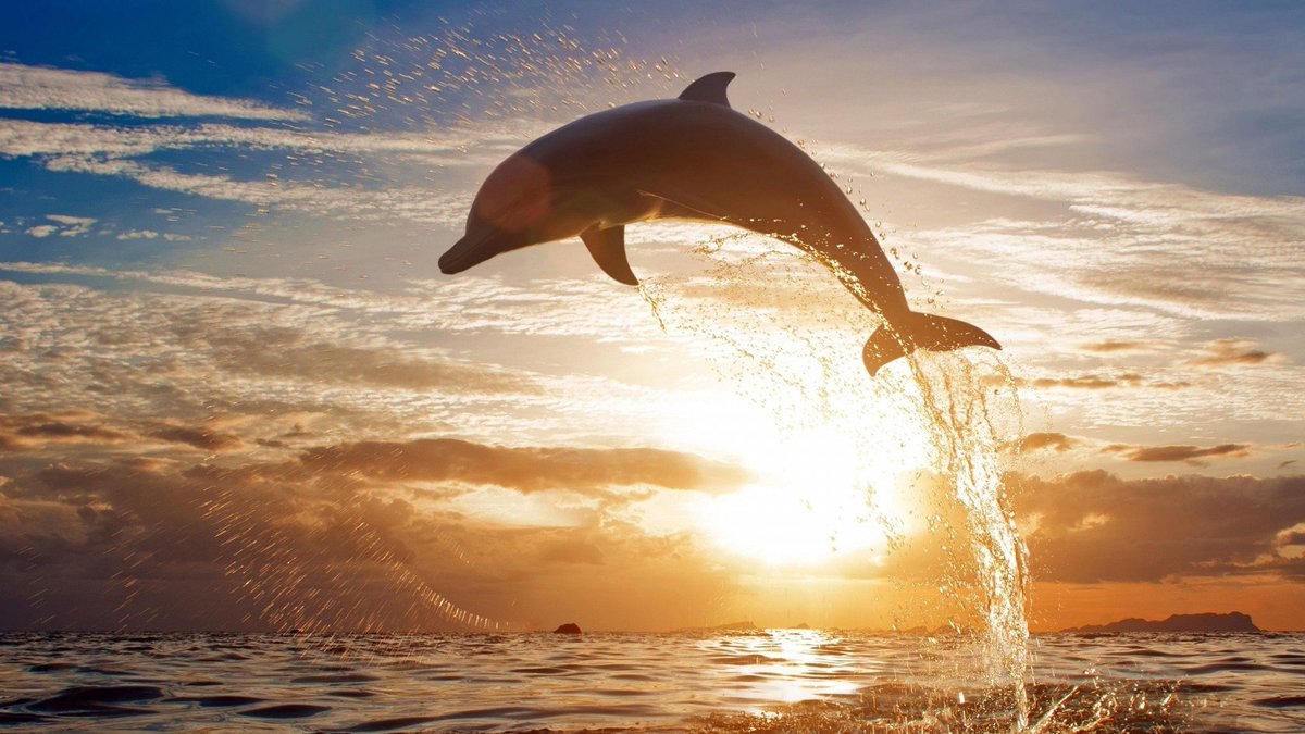 BariatricDuo's tweet photo. Life is too short to live it in one place, go forth and seek new adventures like a dolphin #travelblogger #travelblog #traveldiaries #travel https://t.co/EfyZgLl3oV