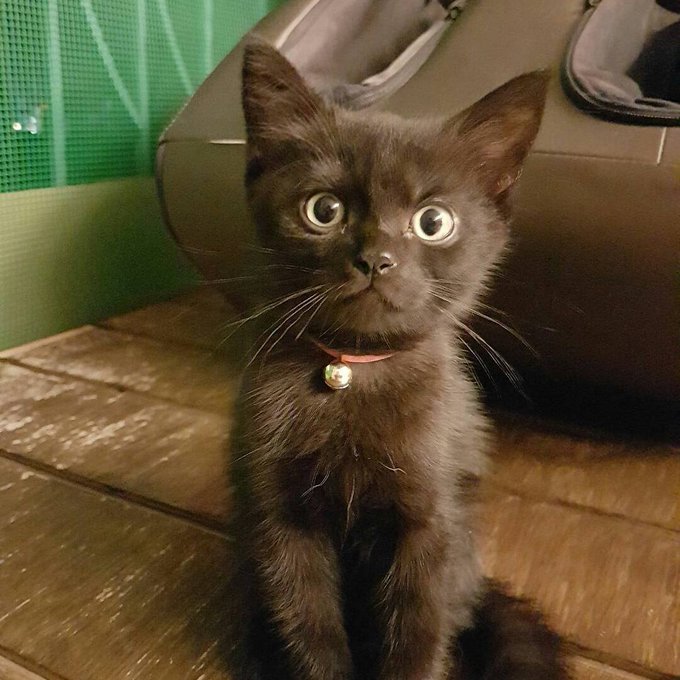 hooman