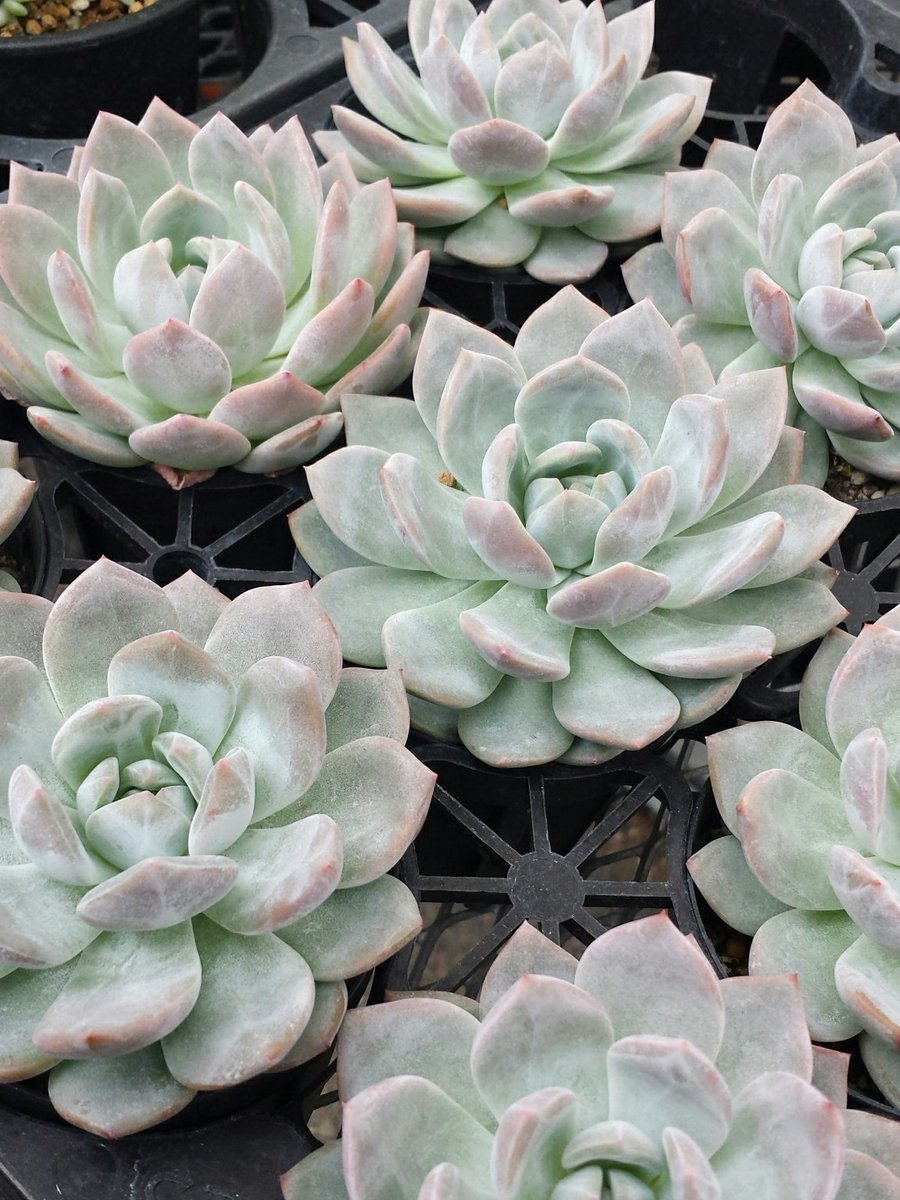 多肉植物のネット販売 多肉の王国 あかーん コノフィツム見すぎて酔ってきた ごめんよ コノフィツム 違う多肉見てひとまず深呼吸しよう はぁ 癒される 多肉植物 ラウリンゼ パキポディウム イザベラベヌスタ ピンクザラゴーサ 多肉の