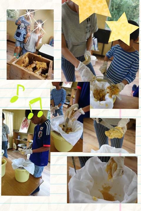 蜜絞り体験、開催しました。
昨日、巣箱が崩壊しました。暑さに耐えきれず巣が巣箱の中で溶け落ちたのです。
フェイスブックのみの告知でしたが、すぐにご連絡をいただき、本日開催できました。
大変感謝しています。私は、写真を撮るのを忘れていたので、写真を送っていただきました。