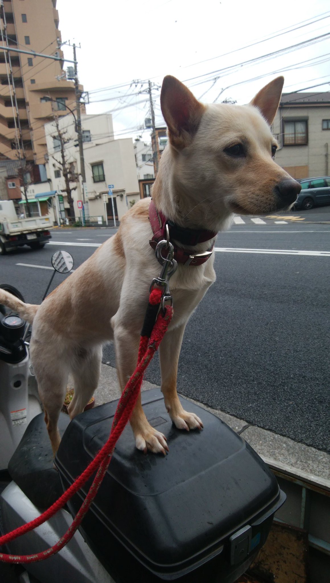 Tomokochan アイコン初めて変えました 秘密結社雑種犬倶楽部 散歩していても 珍しい犬種ですね と言われる 純粋雑種のマリー 1才9ヶ月 雑種 子犬 雌 単身65才以上でも譲ってもらえる 条件で探す Tomokochan アイコン初めて変えました 秘密結社雑種犬倶楽部 散歩していても 珍しい犬種ですね と言われる 純粋雑種のマリー 1才9ヶ月 雑種 子犬 雌 単身65才以上でも譲ってもらえる 条件で探す