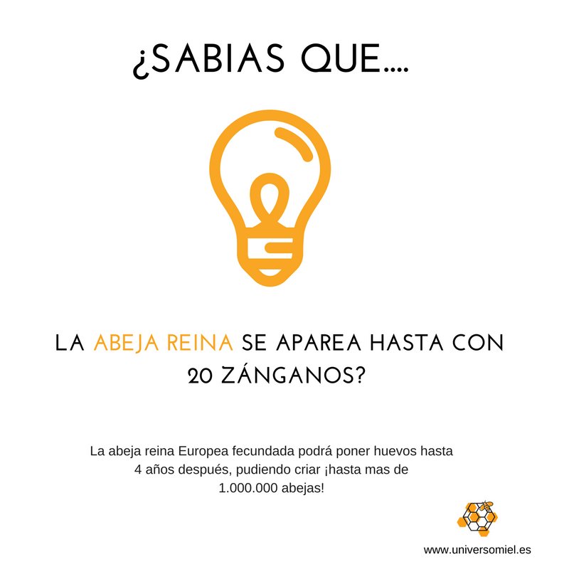 Descubre más maravillas de las #abejas y la #colmena en universomiel.es