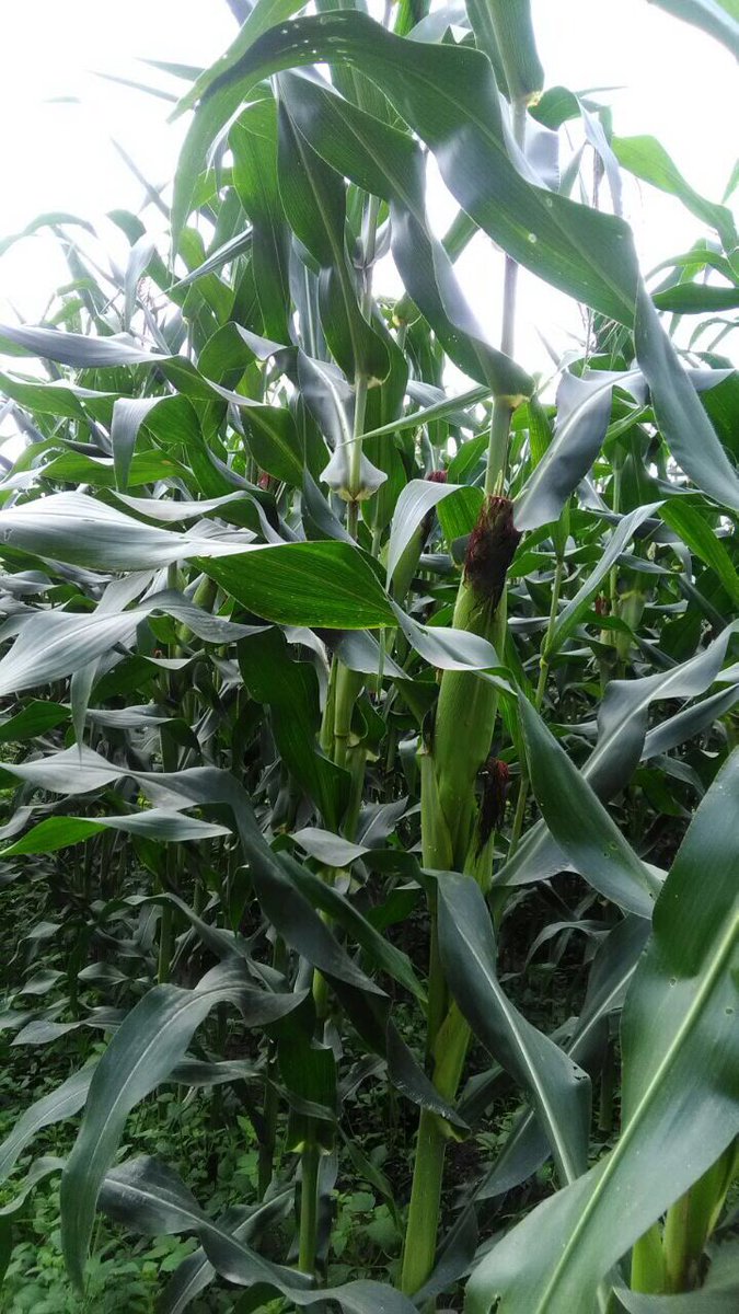 fkp2indonesia's tweet photo. Krja nyata @ditjenbun brsma TKPPLP melalui Gerakan Tnam Jagung di Lahan Perkebunan guna mwjudkan swasembada pangan, Kab.Kampar-Riau #fkp2i https://t.co/wr2KGMWOeP