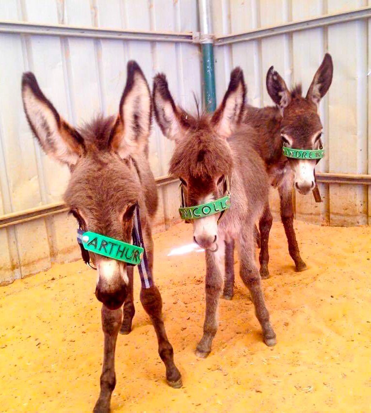 safehaven4donks's tweet photo. 🥕Happy Monday🥕 from Arthur, Nicoll &amp; Andrew found as strays wondering the streets abandoned. Safe now in our care. #lovedonkeys #helpdonkeys https://t.co/wLw7Hc2ia1