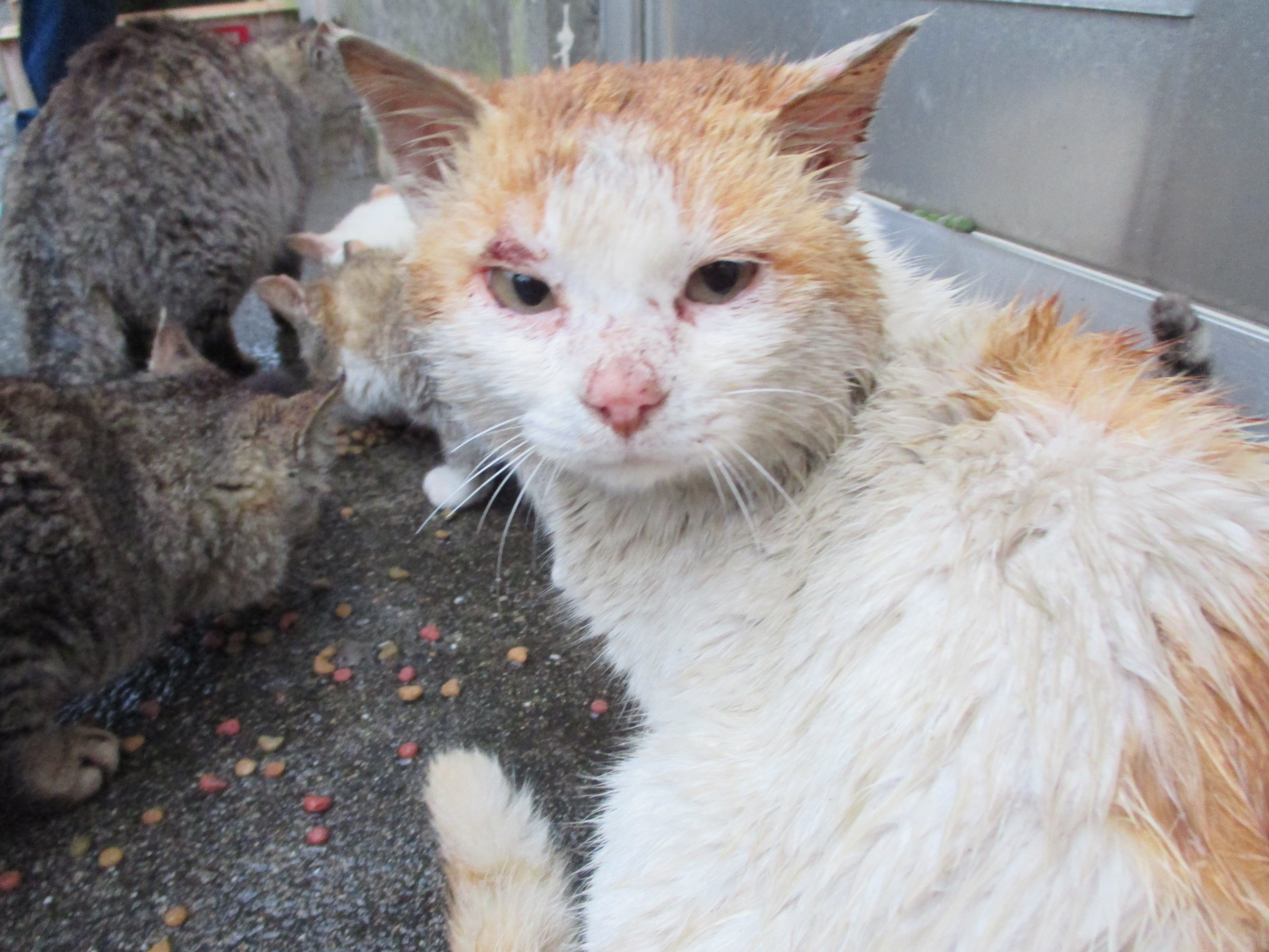 猫の島 青島 ２年前までは 顔に傷を負ったオス猫がいました エサの取り合いやメス猫の奪い合いでケンカをした時についた傷でした 今の青島の猫たちの顔には傷はありません ケンカは少なくなりました T Co Ouge216yfy Twitter