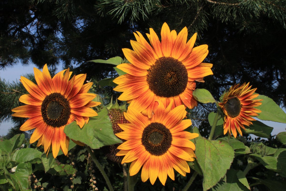 meijer1970's tweet photo. Wildervanksterdallen vanmorgen met prachtige gekleurde zonnebloemen en mooie vlinders https://t.co/HA8H4bY9ov