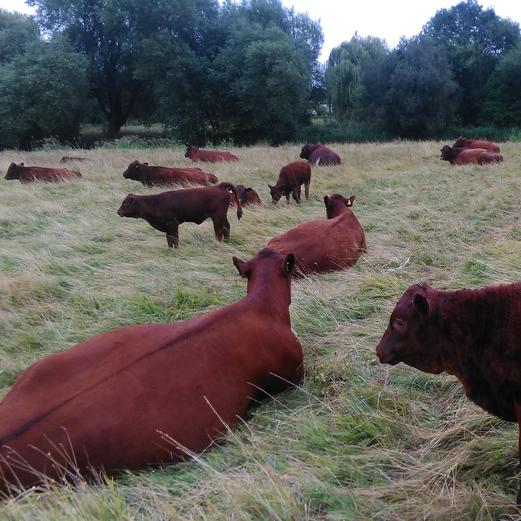 Nice to be back to the day job checking on the cattle. #reddevons #cattle #localbeef #Oxfordshire #cotswoldfood