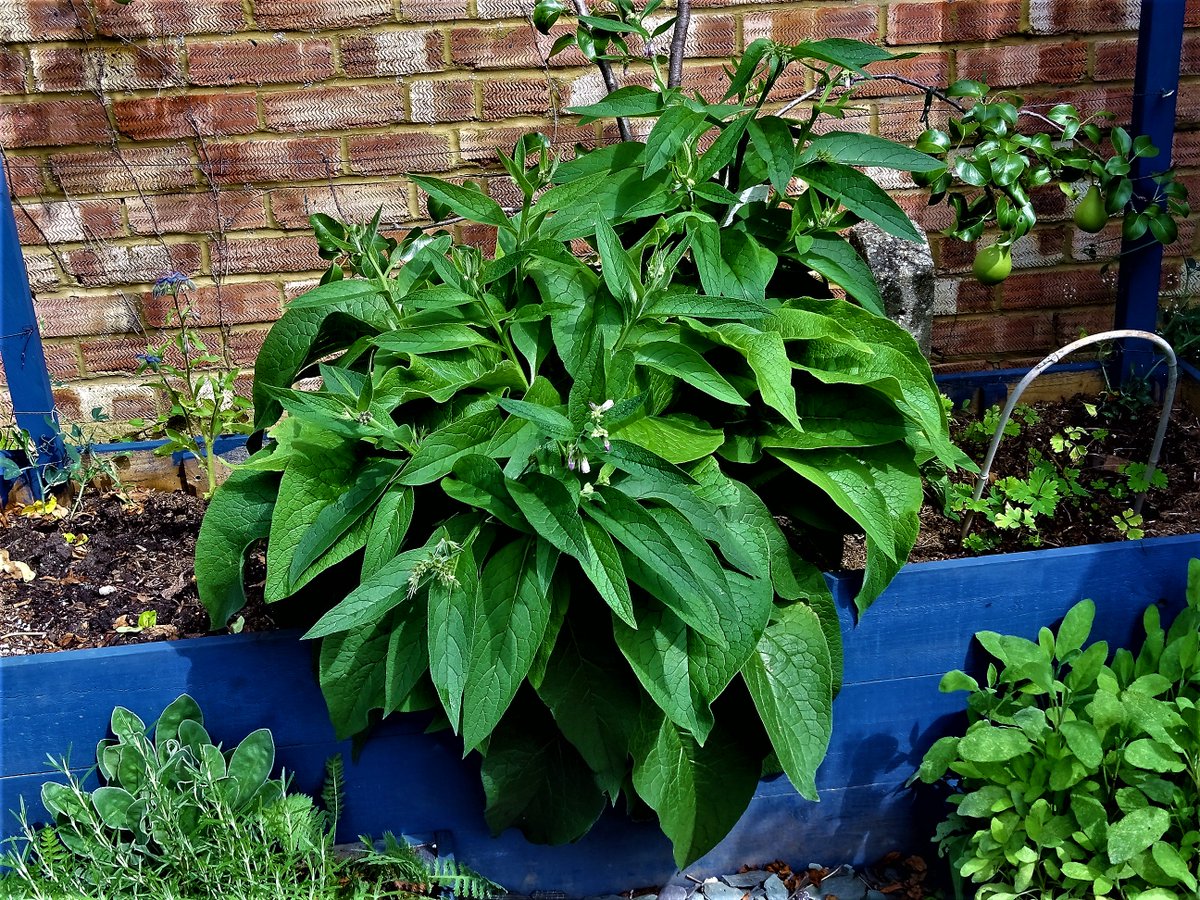 SepidehArkani's tweet photo. #RussianComfrey '#Bocking14', a good #companion plant for #fruit #trees, increases soil #potassium & nutrients & helps their #health+#yield https://t.co/tkBsvue8hx
