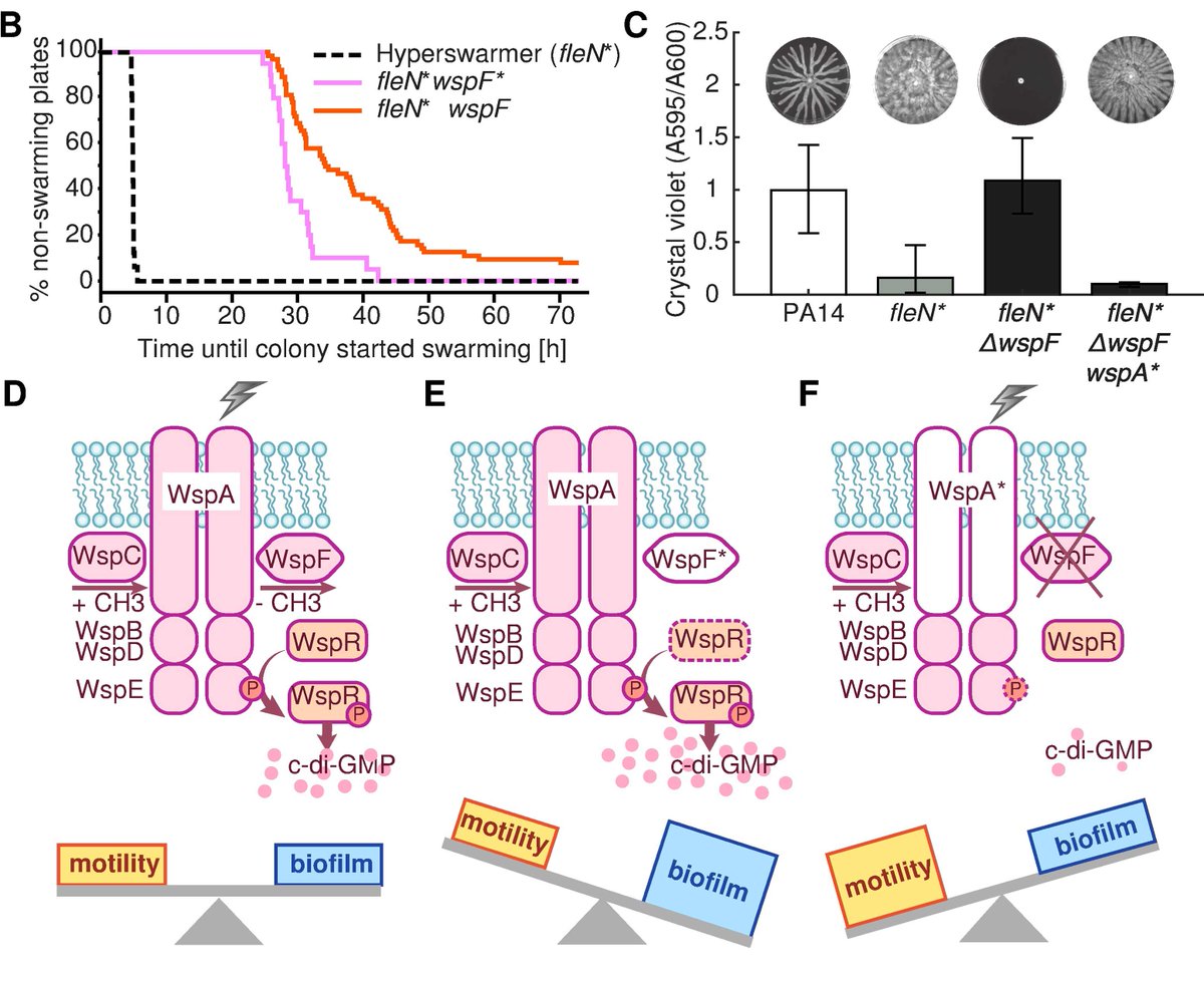 PLOSCompBiol's tweet image. New from Yan et al. Bow-tie signaling in c-di-GMP: Machine learning in a simple biochemical network plos.io/2vGBcp2